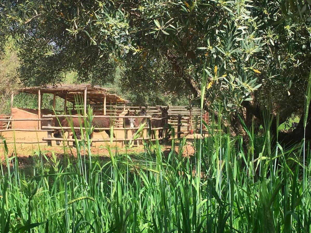 La Ferme Berbere Adult Only Bed and Breakfast El Harkat Buitenkant foto