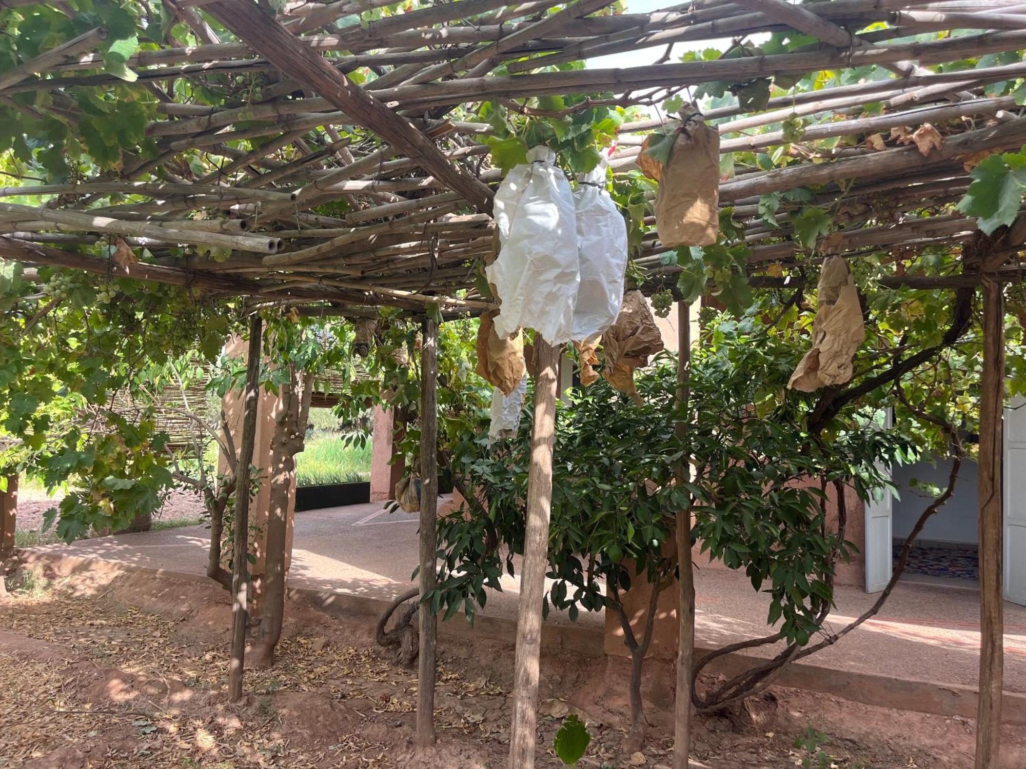 La Ferme Berbere Adult Only Bed and Breakfast El Harkat Buitenkant foto